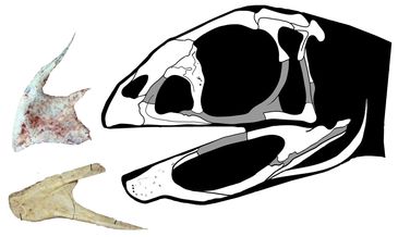 Museu Nacional anuncia descoberta de dinossauro muito raro

Berthasaura leopoldinae representa um dos esqueletos mais completos desses r&eacute;pteis descobertos no Brasil